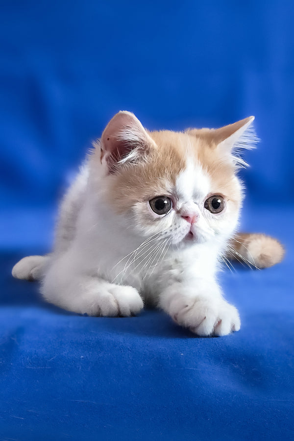 Zest | Exotic Shorthair Kitten