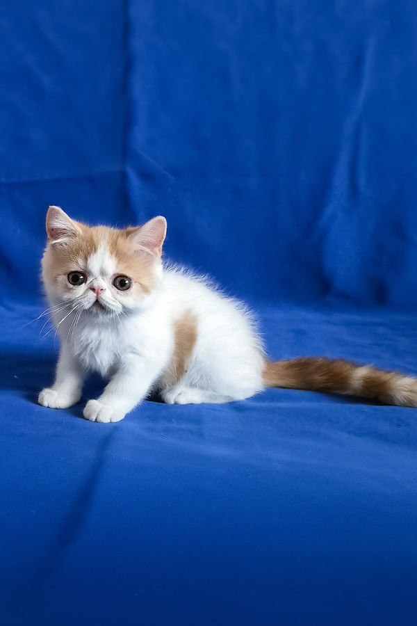 Zest | Exotic Shorthair Kitten