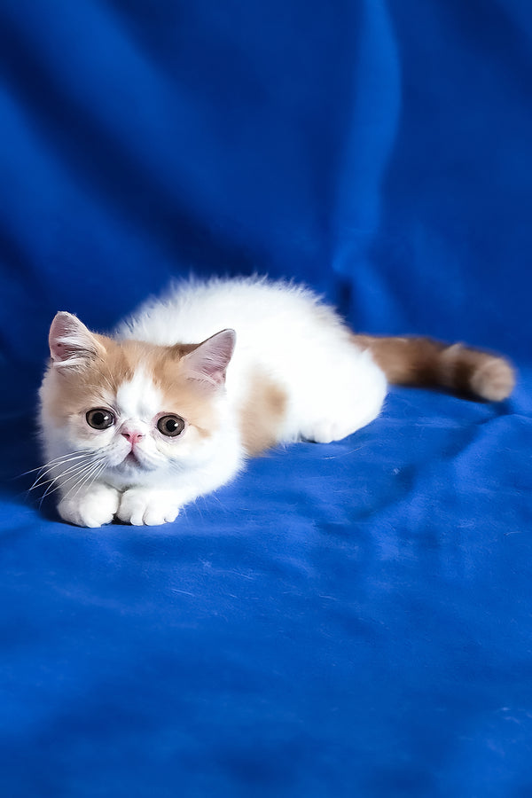 Zest | Exotic Shorthair Kitten