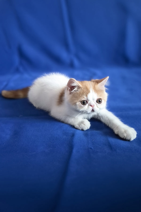 Zest | Exotic Shorthair Kitten