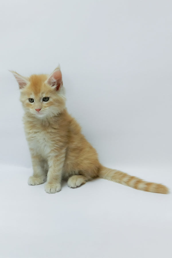 Zeus | Maine Coon Kitten