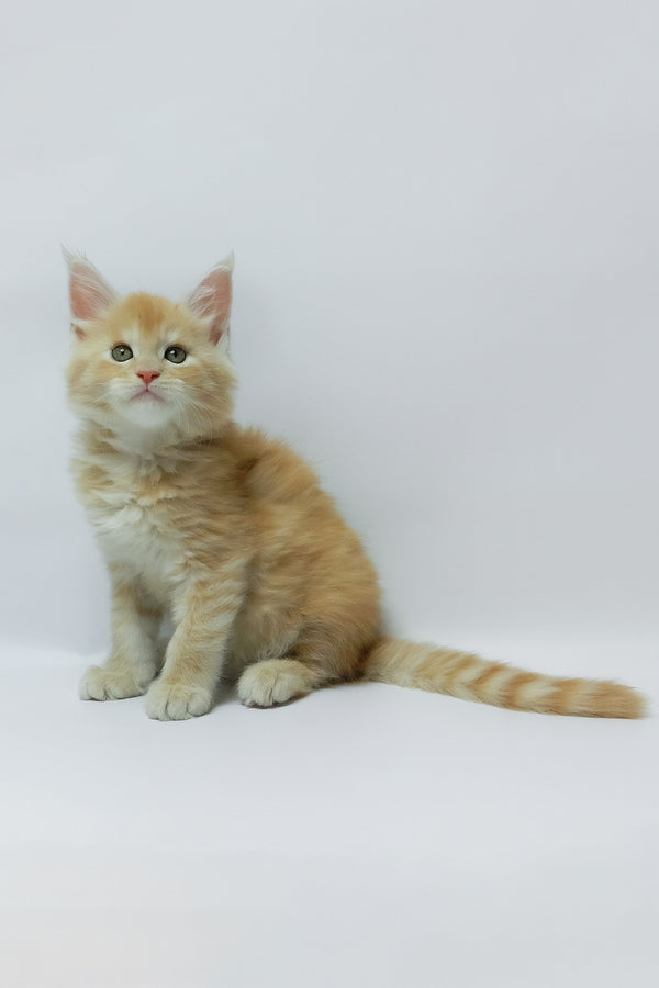 Zeus | Maine Coon Kitten