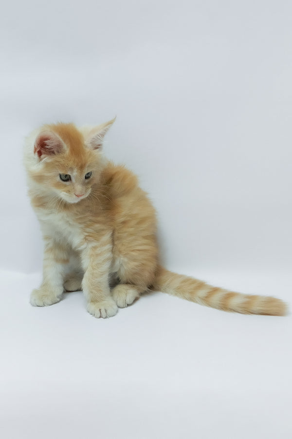 Zeus | Maine Coon Kitten