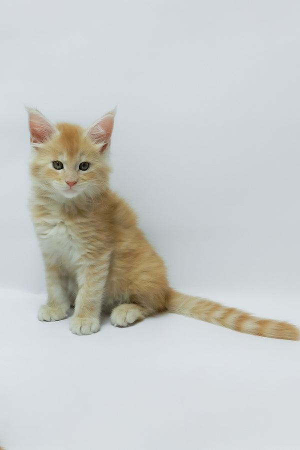 Zeus | Maine Coon Kitten