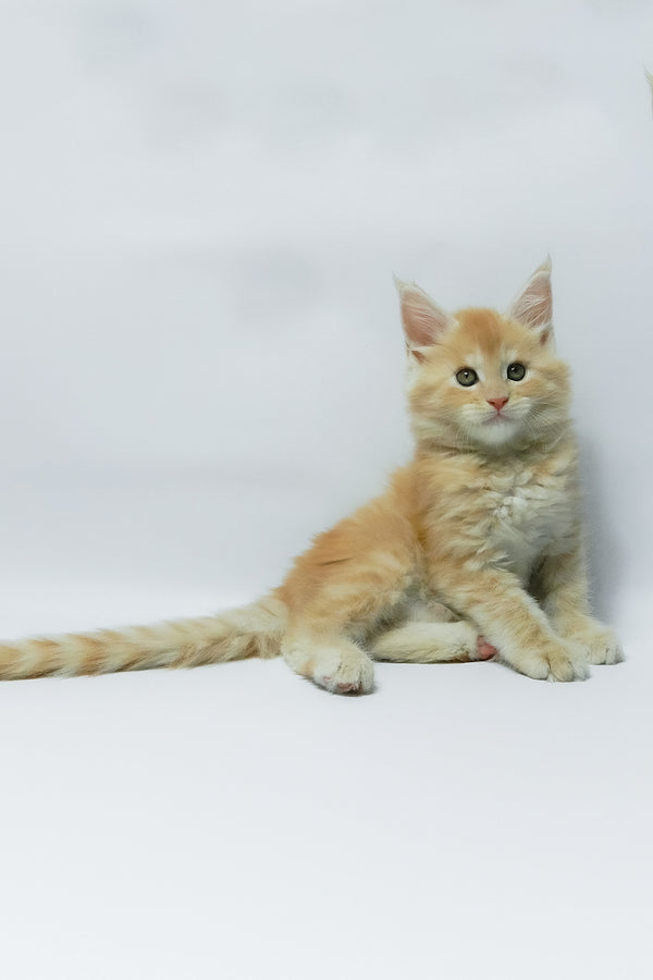 Zeus | Maine Coon Kitten