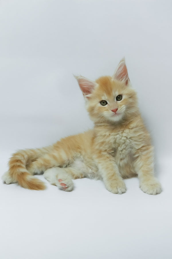 Zeus | Maine Coon Kitten