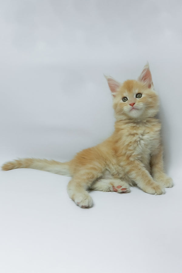 Zeus | Maine Coon Kitten