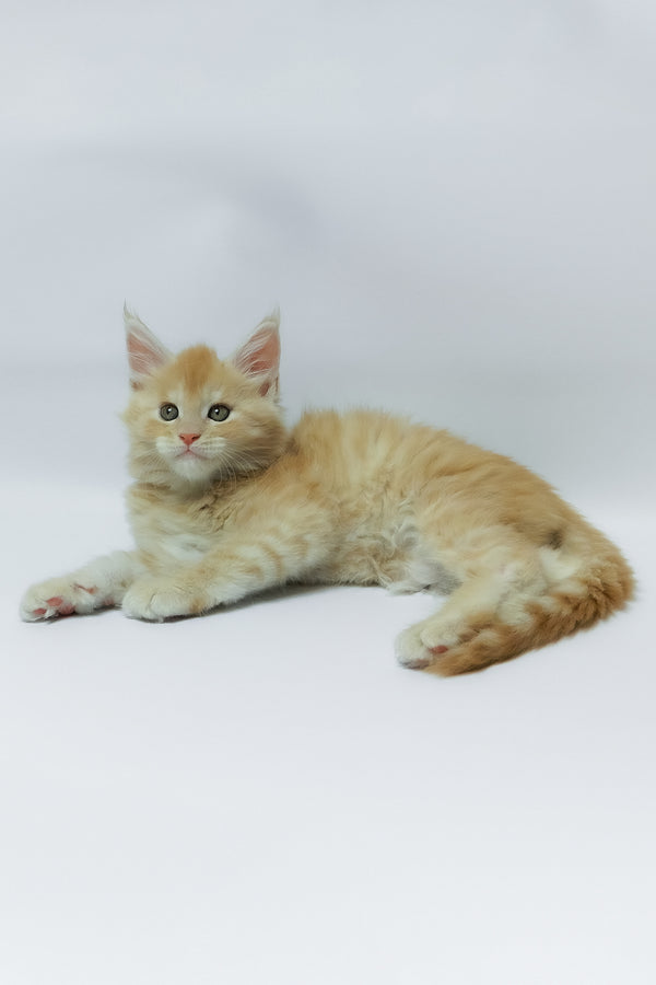 Zeus | Maine Coon Kitten