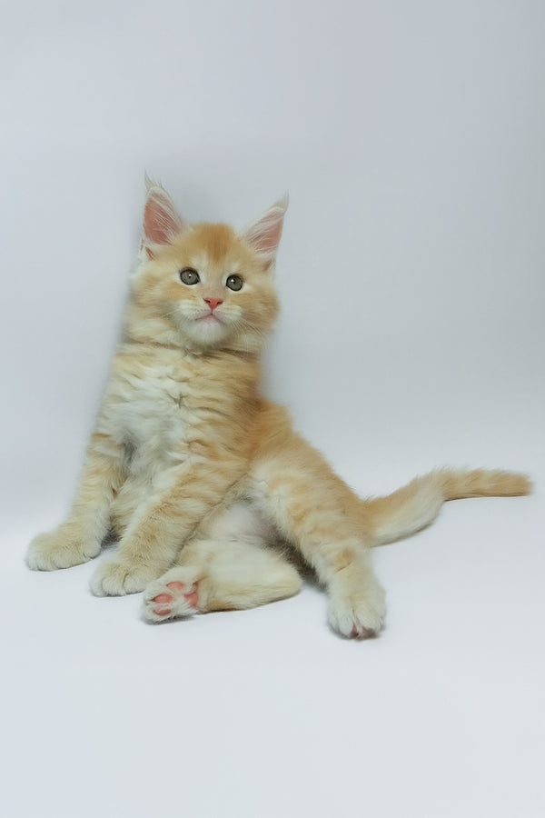 Zeus | Maine Coon Kitten