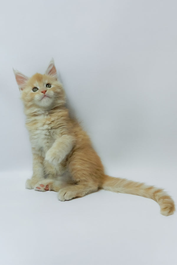 Zeus | Maine Coon Kitten