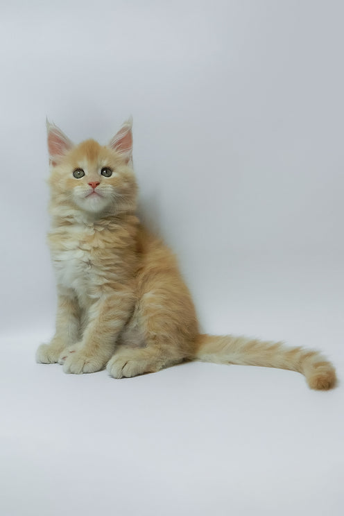 Zeus | Maine Coon Kitten