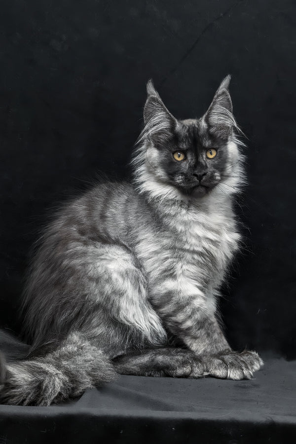 Zeus maine coon kitten with fluffy silver-gray smoke spotted tabby fur and yellow eyes sits against dark backdrop