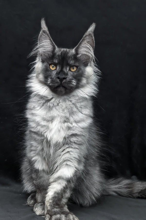 Zeus maine coon kitten with a majestic silver gray smoke spotted tabby coat and striking yellow eyes sitting poised