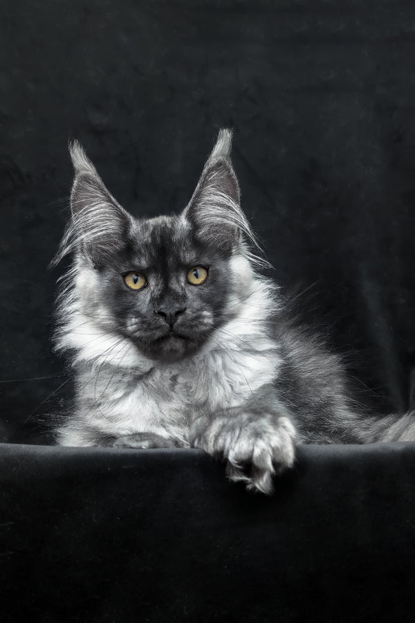 Zeus maine coon kitten with fluffy smoke spotted tabby gray and white fur and striking yellow eyes