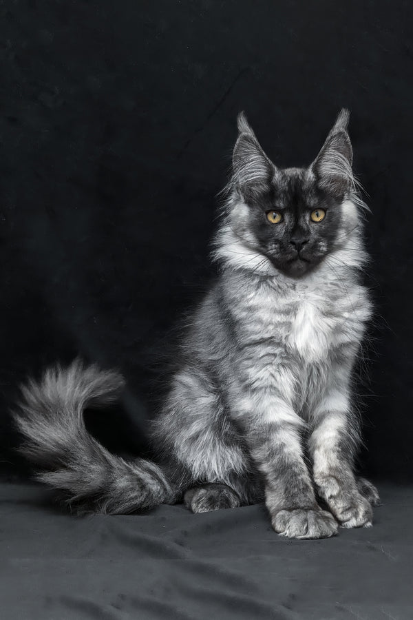 Zeus maine coon kitten with majestic silver and black smoke spotted tabby fur and striking yellow eyes on dark backdrop