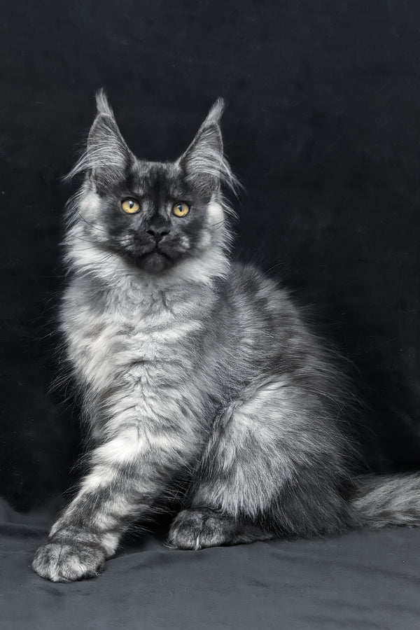 Zeus maine coon kitten with fluffy silver-gray smoke spotted tabby fur and striking yellow eyes against dark background