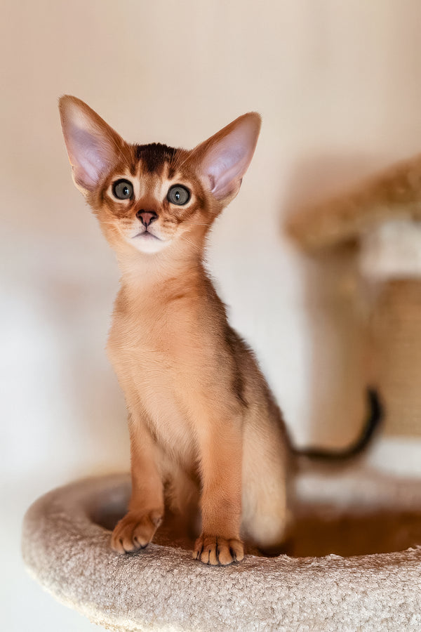 Zeus | Abyssinian Kitten