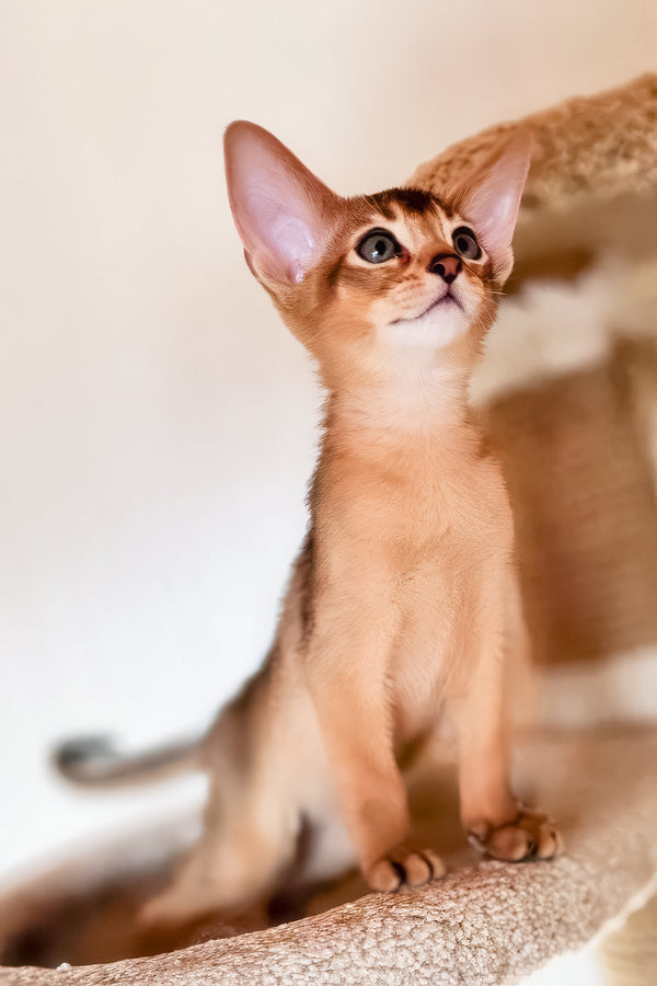 Zeus | Abyssinian Kitten