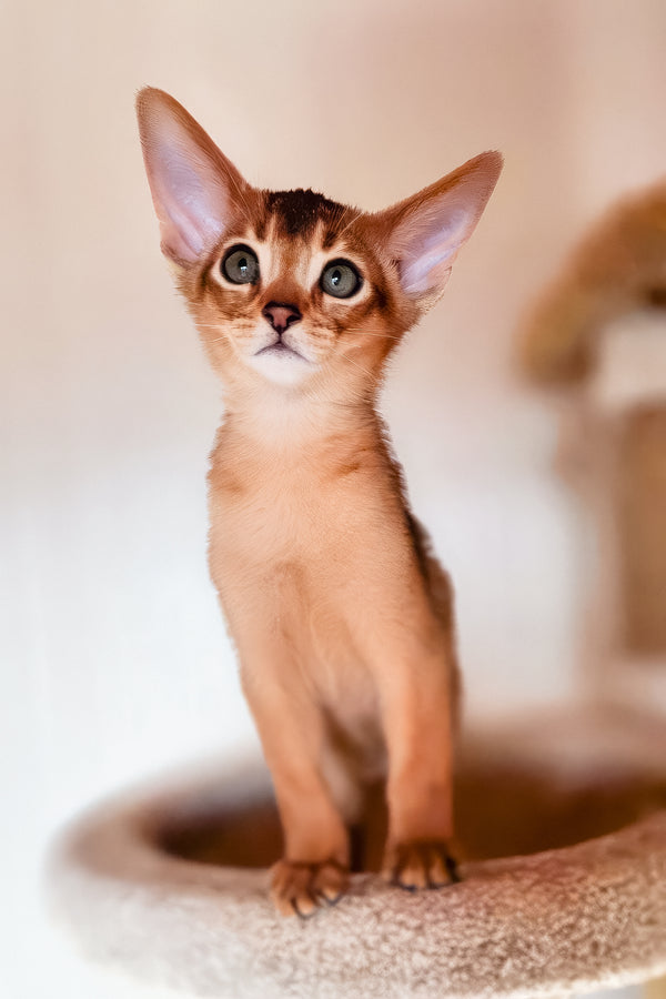 Zeus | Abyssinian Kitten