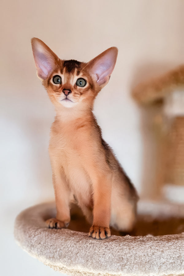 Zeus | Abyssinian Kitten