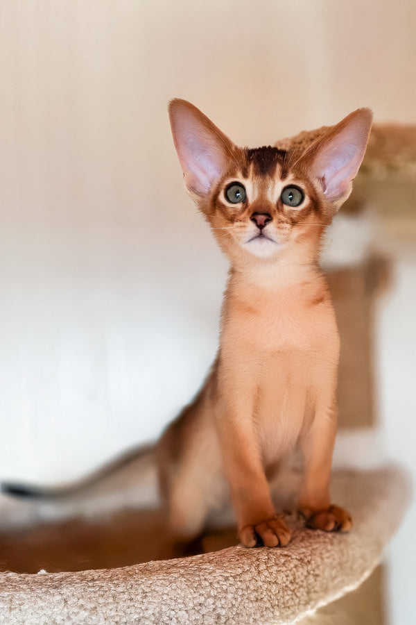 Zeus | Abyssinian Kitten