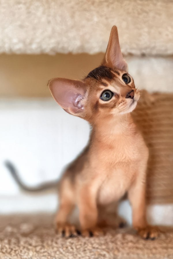 Zeus | Abyssinian Kitten