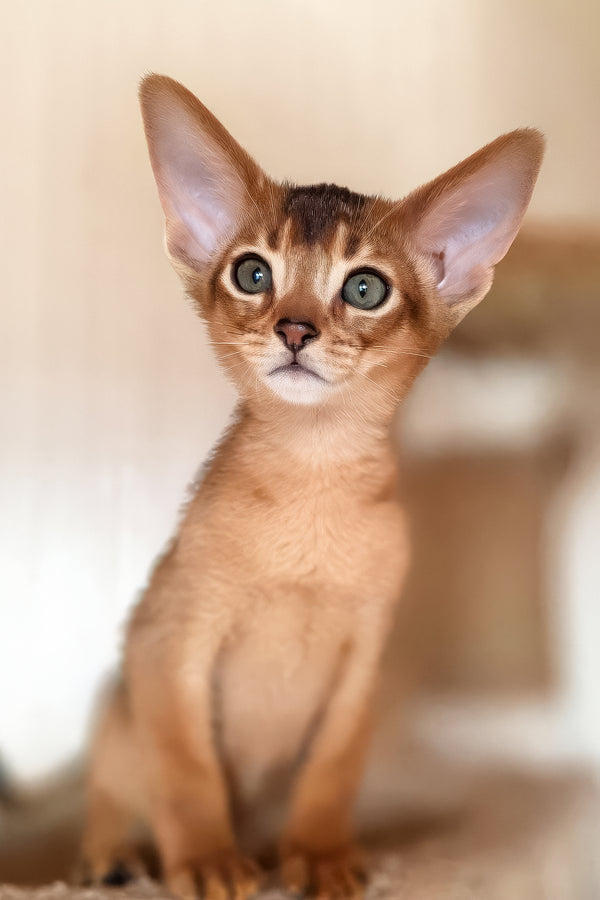 Zeus | Abyssinian Kitten