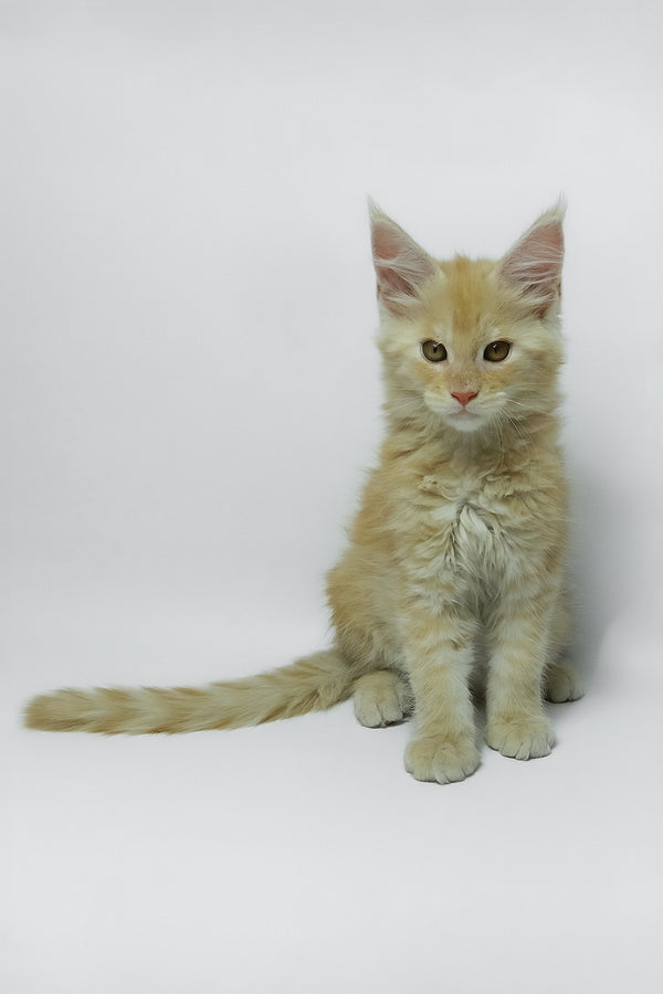 Zeus | Maine Coon Kitten