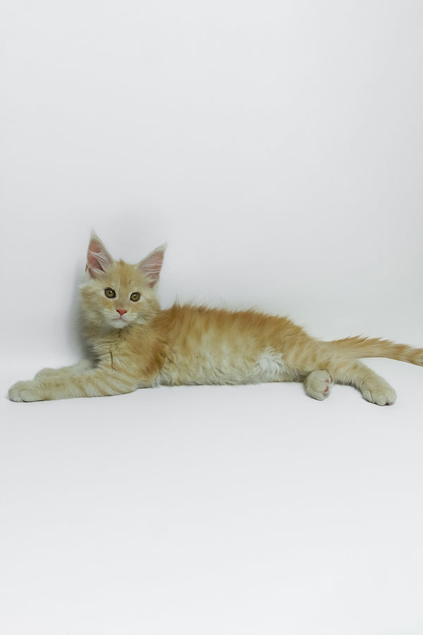 Zeus | Maine Coon Kitten
