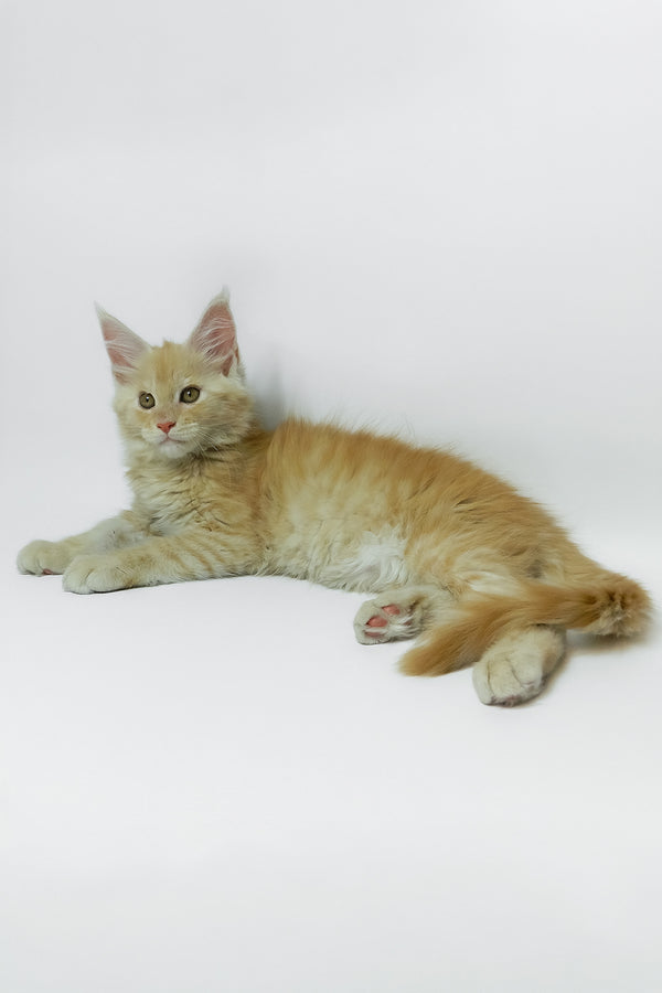 Zeus | Maine Coon Kitten