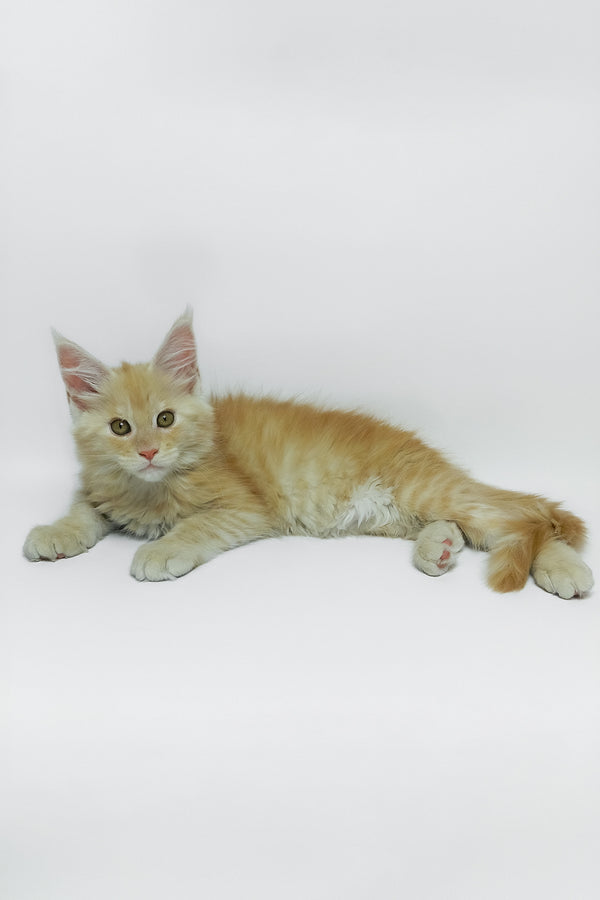 Zeus | Maine Coon Kitten
