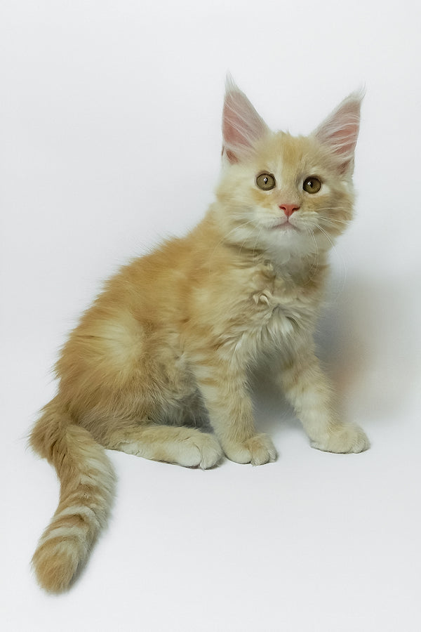 Zeus | Maine Coon Kitten