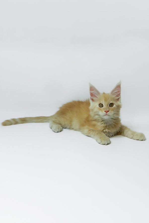 Zeus | Maine Coon Kitten