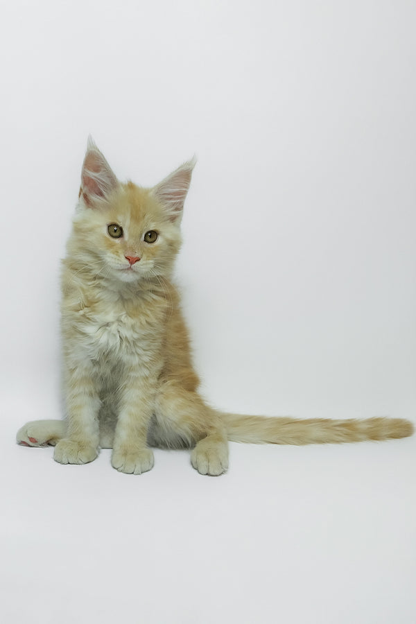 Zeus | Maine Coon Kitten