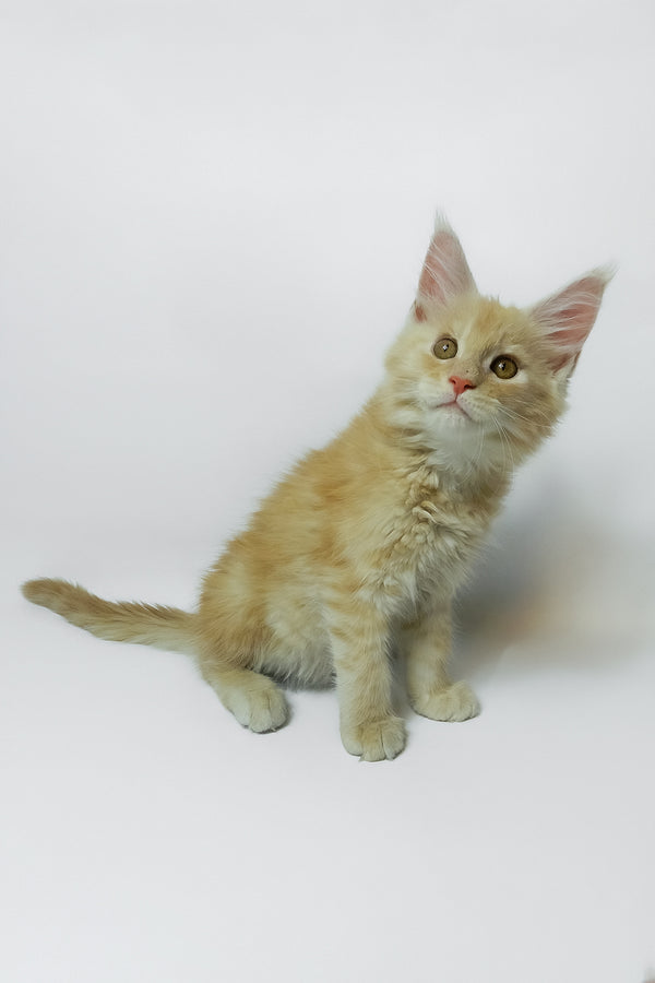 Zeus | Maine Coon Kitten