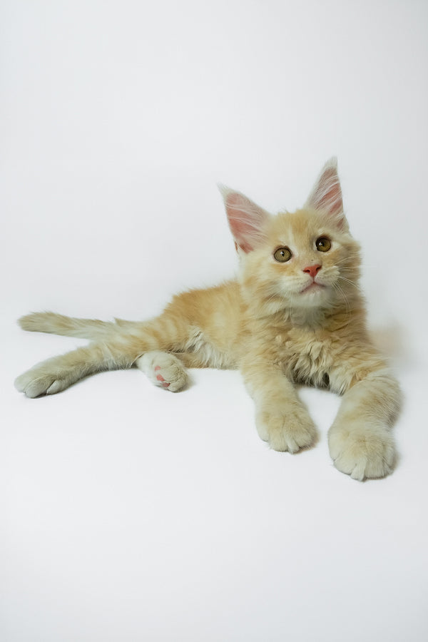 Zeus | Maine Coon Kitten