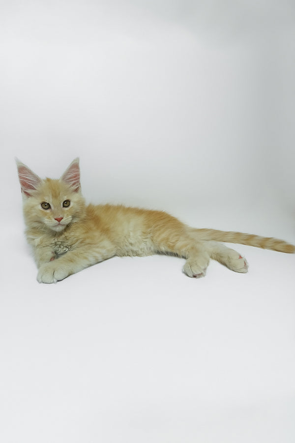 Zeus | Maine Coon Kitten