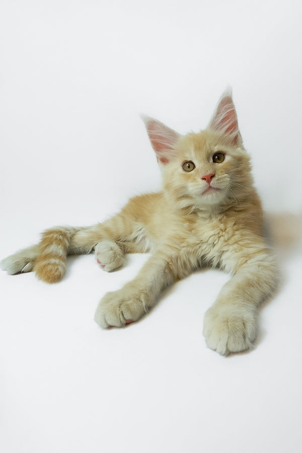 Zeus | Maine Coon Kitten