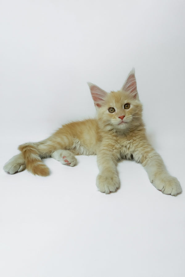 Zeus | Maine Coon Kitten