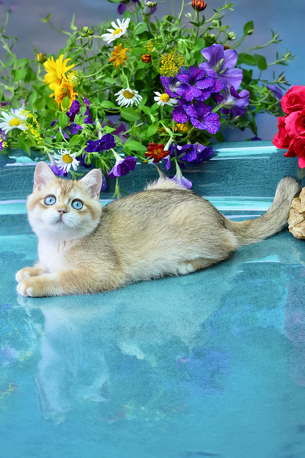 Zeus | British Shorthair Kitten