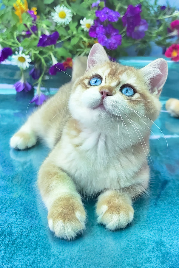 Zeus | British Shorthair Kitten
