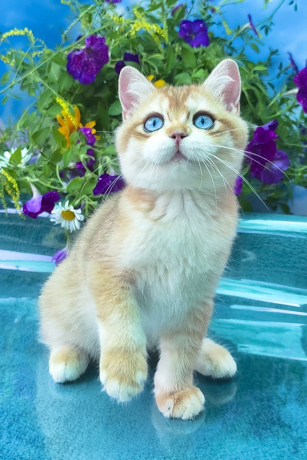 Zeus | British Shorthair Kitten