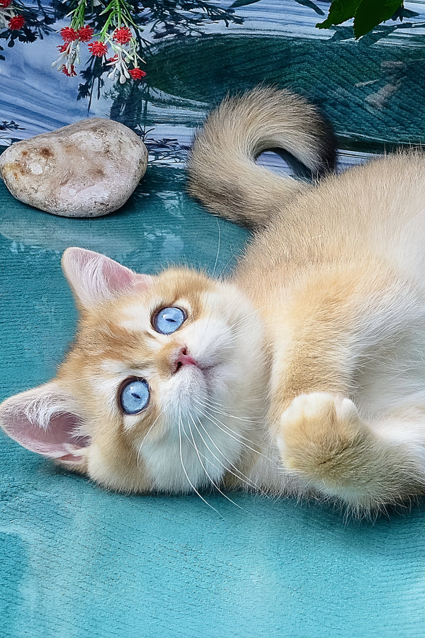 Zeus | British Shorthair Kitten