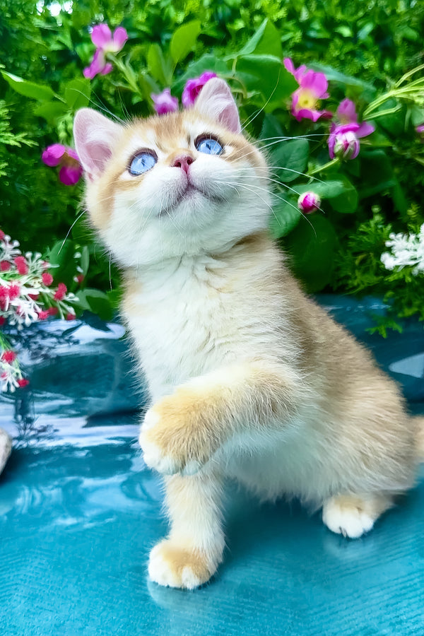 Zeus | British Shorthair Kitten