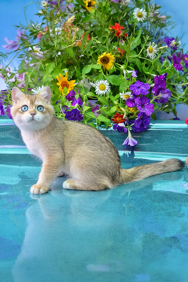 Zeus | British Shorthair Kitten