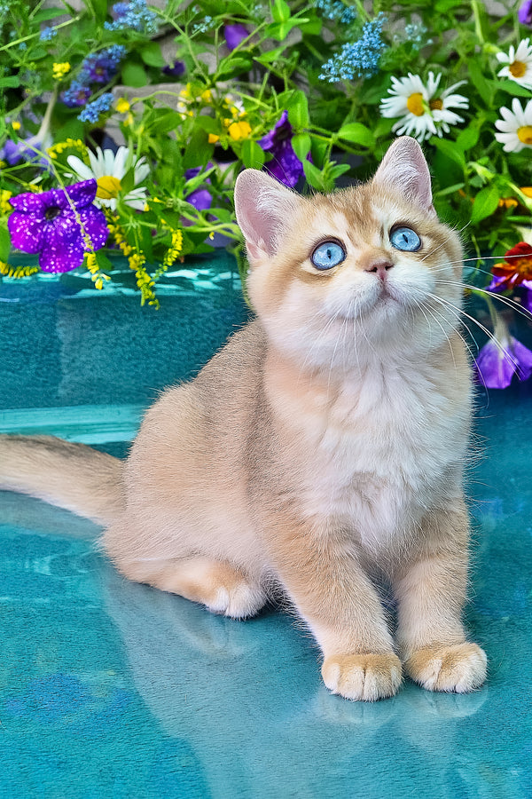 Zeus | British Shorthair Kitten
