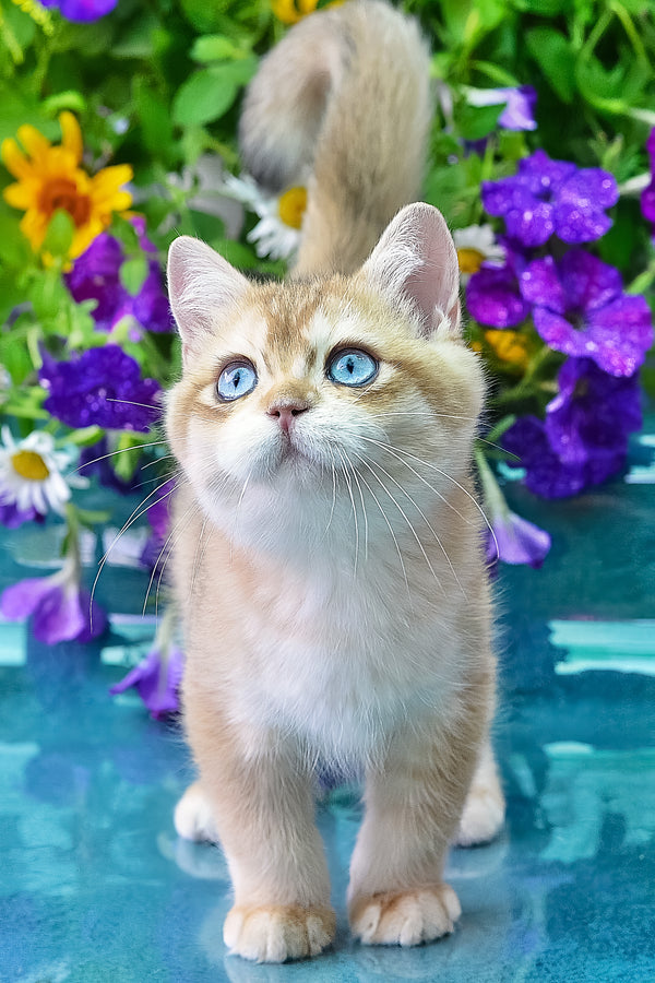 Zeus | British Shorthair Kitten