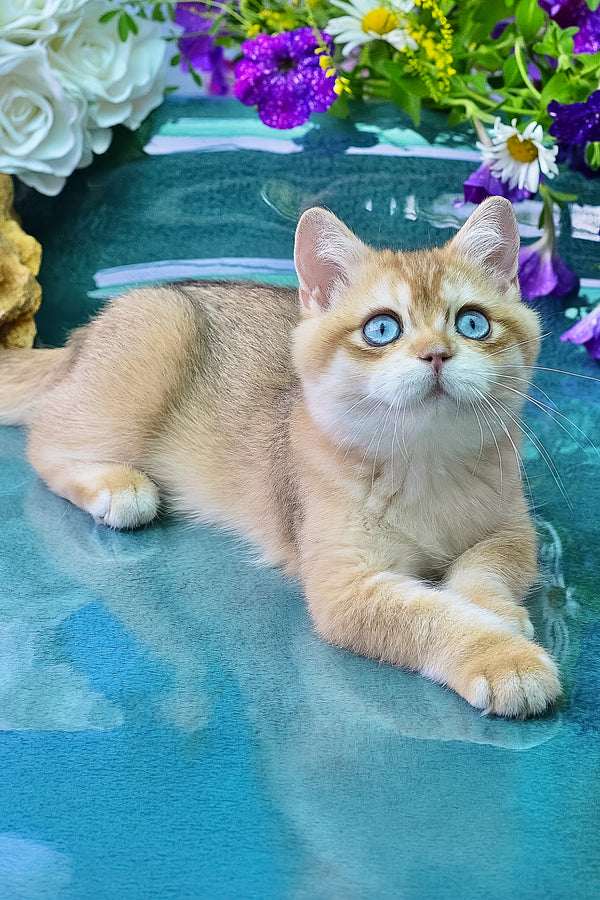 Zeus | British Shorthair Kitten