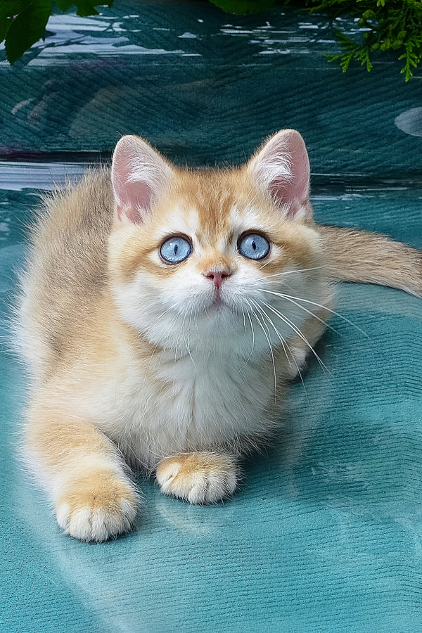 Zeus | British Shorthair Kitten