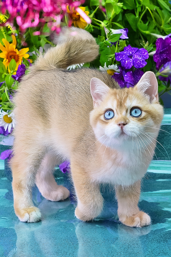 Zeus | British Shorthair Kitten